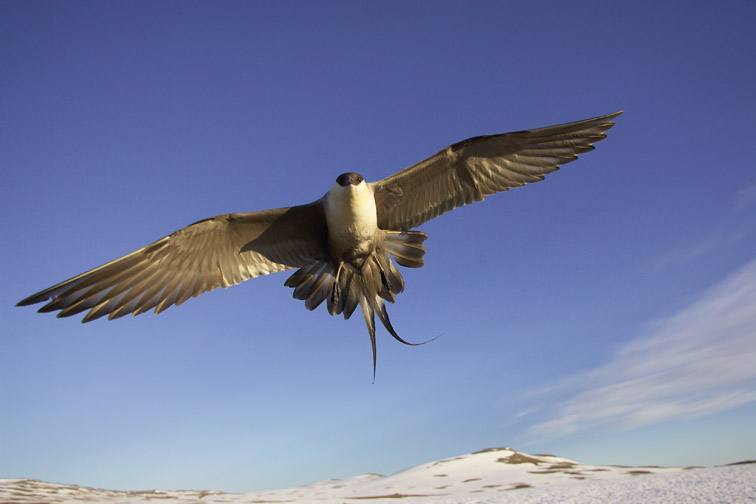 Long-tailed Skua (Stercorarius longicaudus) adult in flight. Sweden, June